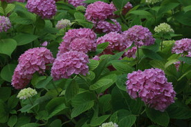 绣球花  