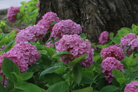 绣球花  