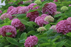 绣球花 