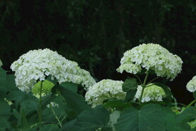 绣球花 
