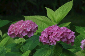 绣球花  