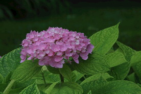 绣球花  