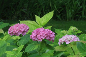 绣球花 