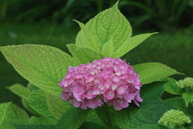 绣球花  