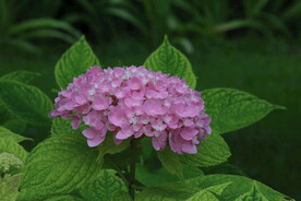 绣球花 