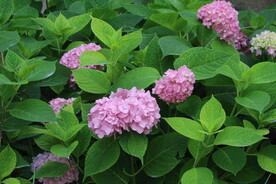 绣球花 