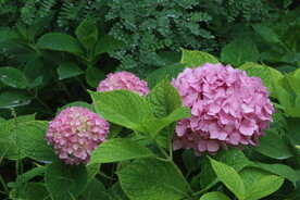 绣球花 