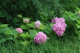 绣球花  