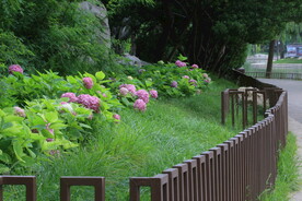 绣球花  