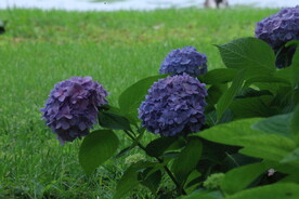 绣球花 