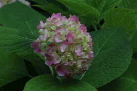 绣球花  