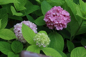 绣球花  