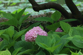 绣球花 