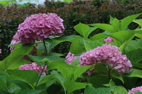 绣球花  