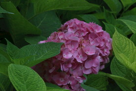 绣球花  