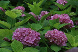 绣球花  