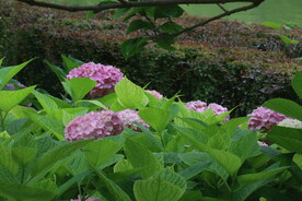 绣球花 