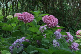 绣球花 