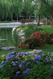 绣球花  