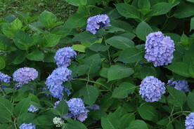 绣球花  
