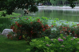公园风景 
