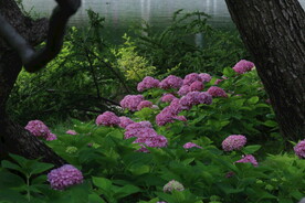 绣球花 