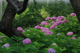 绣球花  