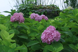 绣球花 