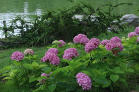 绣球花 