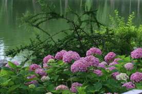 绣球花  