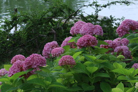 绣球花 
