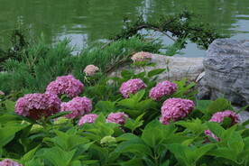 绣球花  