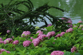绣球花  