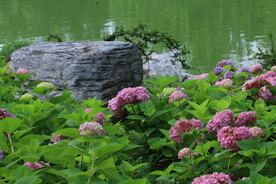 绣球花 