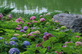 绣球花  
