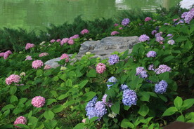 绣球花  
