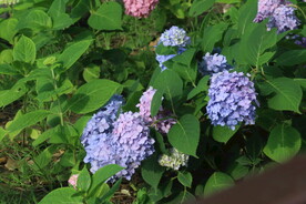 绣球花 