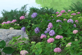 绣球花 