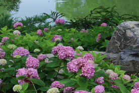 绣球花 
