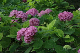 绣球花 