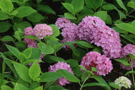 绣球花  