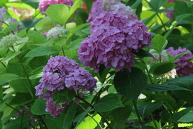 绣球花 
