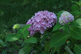 绣球花 