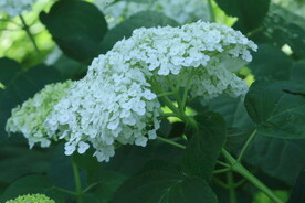 绣球花  