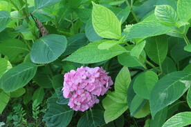 绣球花 