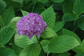 绣球花  