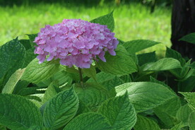 绣球花  