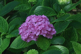 绣球花 