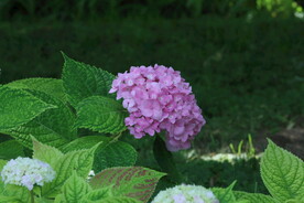 绣球花 