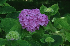 绣球花  
